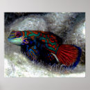 Recherche de scaphandre posters Poissons