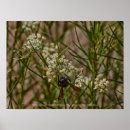 Suche nach southwest poster Blume