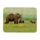 Suche nach babybär magnete Wilde tiere