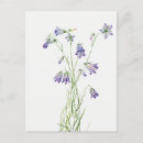 Suche nach glockenblume postkarten Vintage