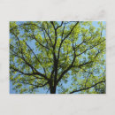 Recherche de chene cartes postales Vert