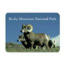 Suche nach sheep magnete Bighornschaf