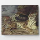 Suche nach tiger fotoplatten Wild