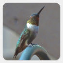 Recherche de hummingbird autocollants Faune