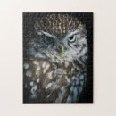 Suche nach eulen foto puzzle Natur