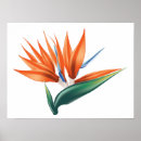 Suche nach strelitzia poster Botanisch