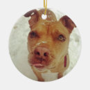 Recherche de pitbull ornements Taureau