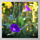 Recherche de matin art Violet