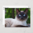 Recherche de de chat siamois cartes postales Mignonette