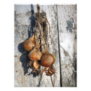 Suche nach onions poster Zwiebeln