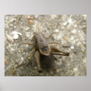 Suche nach wirbellose tiere poster Tierwelt