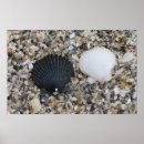 Suche nach muscheln poster Natur
