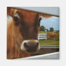 Recherche de bovin magnets Vache