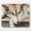 Suche nach schlitten mousepads Alaska