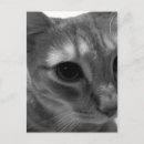 Suche nach katzengesicht postkarten Foto