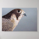 Suche nach falcone poster Bird