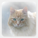 Recherche de yeux bleus autocollants Photographie