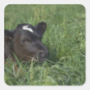 Recherche de tête vache autocollants Horizontal