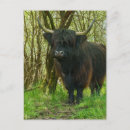 Suche nach highland cattle poster Kuh