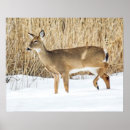 Suche nach schilf poster Winter