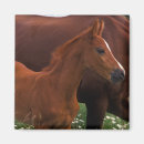 Suche nach arabisches pferd magnete Wildpferd