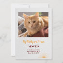 Recherche de photos des chats Toute personne