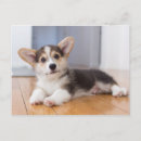 Suche nach welsh corgi poster Babytiere