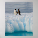 Suche nach gentoo pinguin poster Vogel