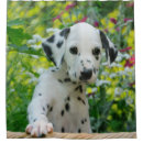 Recherche de baquet Chiot
