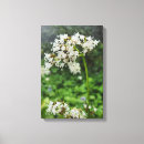 Suche nach wasser leinwandbilder Blume