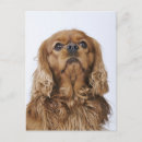 Suche nach cavalier king postkarten Tier