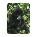 Recherche de gorilles magnets Sauvage