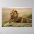 Suche nach termiten poster Masai mara