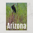 Suche nach vulture poster Bussard