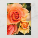Suche nach rosa band postkarten Rose