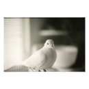 Suche nach schwarzweiss vogel Natur