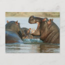 Recherche de hippopotames cartes postales Eau