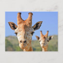Recherche de giraffe cartes postales Jungle