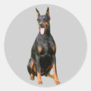 Recherche de dobx autocollants Dog