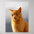Suche nach haarig poster Katze