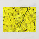 Recherche de mimosa cartes postales Printemps