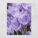 Suche nach krokus postkarten Schön