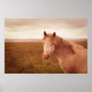 Recherche de chevaux vintages posters Campagne