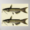 Suche nach wels poster Fisch
