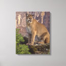 Suche nach puma leinwandbilder Tierwelt