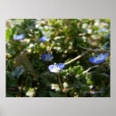 Recherche de maïs posters Photographie