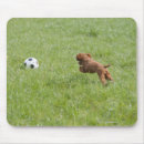 Suche nach schoßhund mousepads Horizontal