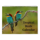 Suche nach tropisch kalender Vögel