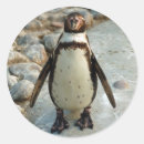 Recherche de pingouins autocollants Nature