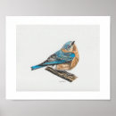 Recherche de oiseau bleu oriental posters Sialia sialis